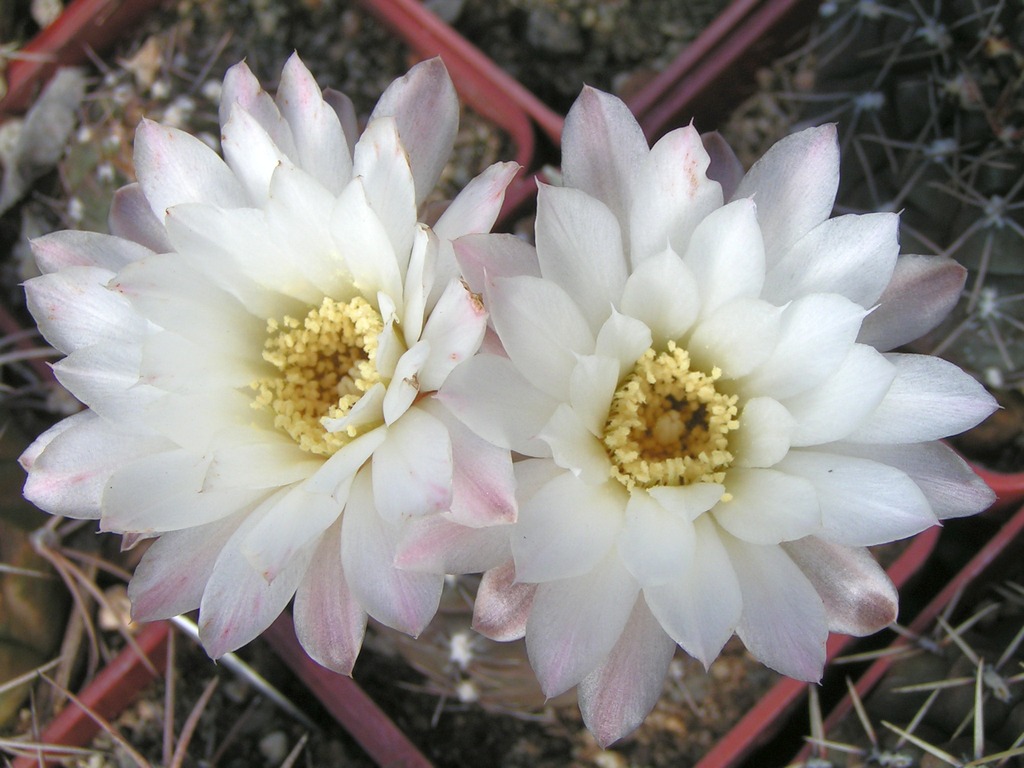 Gymnocalycium taningaense